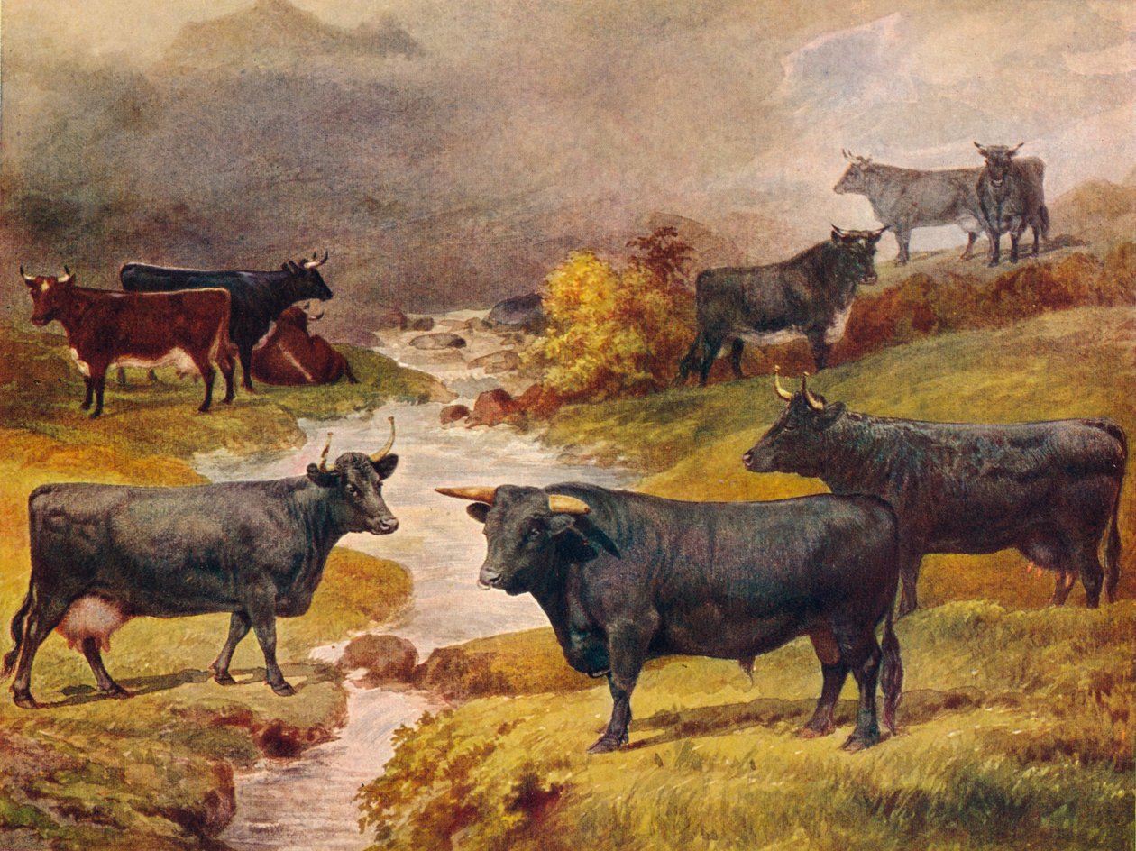 Velšský černý skot, c1906 c1910 od Unbekannt