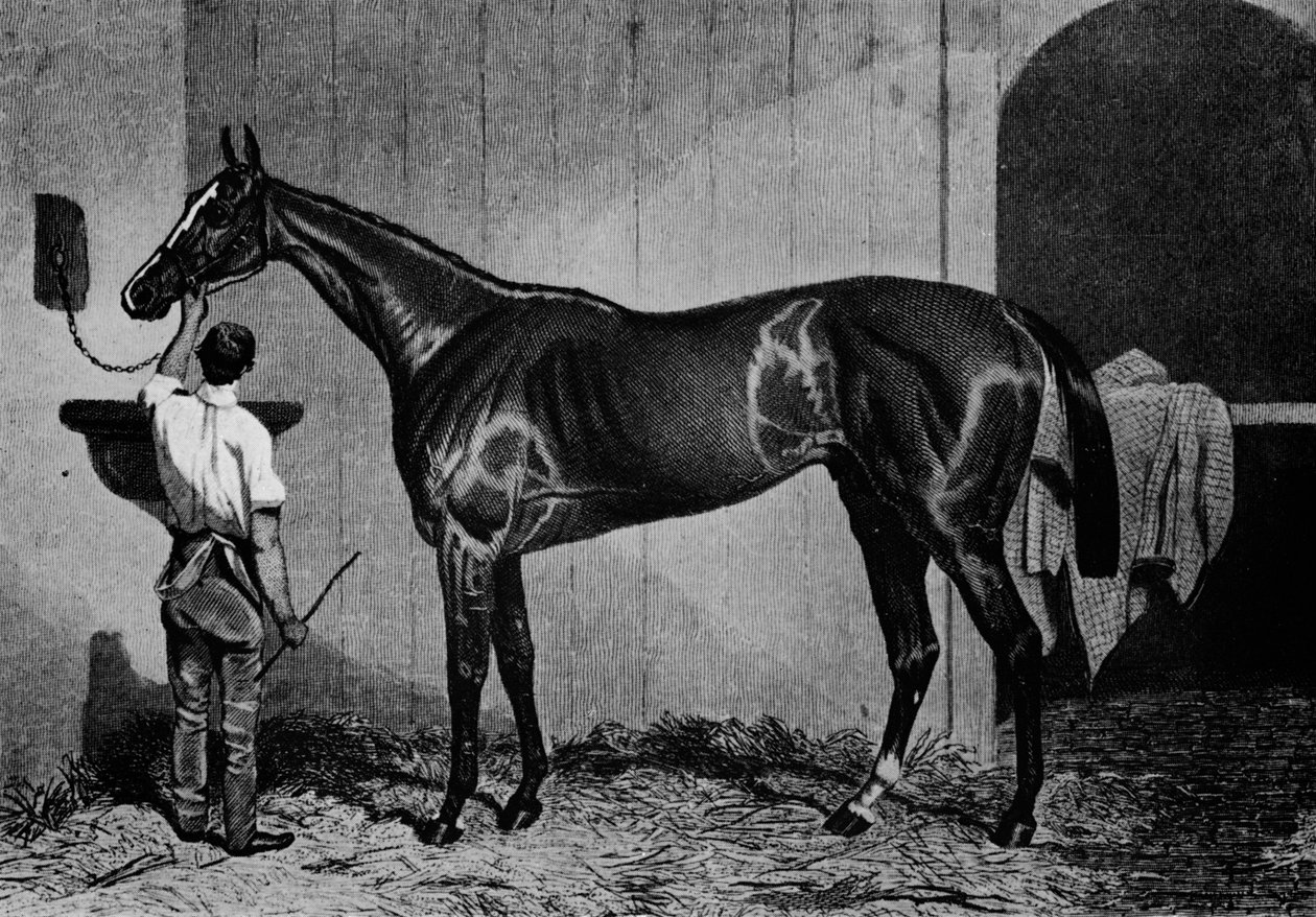 Západní Austrálie, 1850-1870, 1911 od Unbekannt