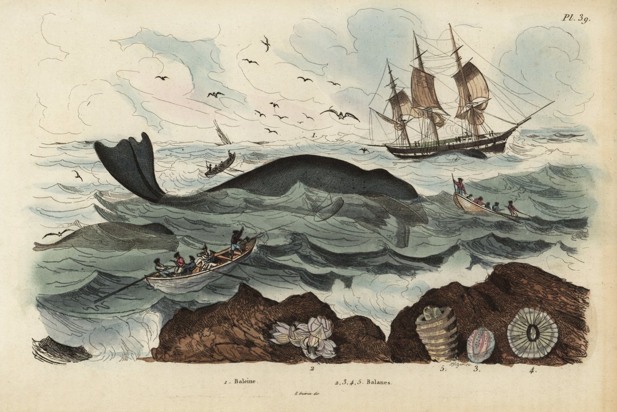Velrybáři lovící velrybu pravou v severním Atlantiku, Eubalaena glacialis, ohroženou 1, a vlamky 2-5. Baleine, Balenes od Unbekannt