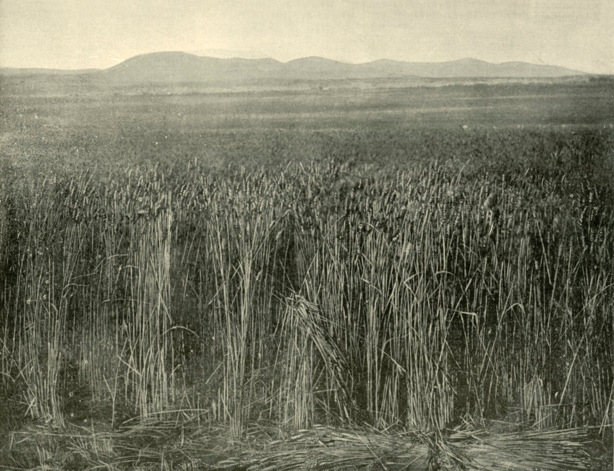 Wheat Field, Canning Downs, Queensland, 1901. od Unbekannt