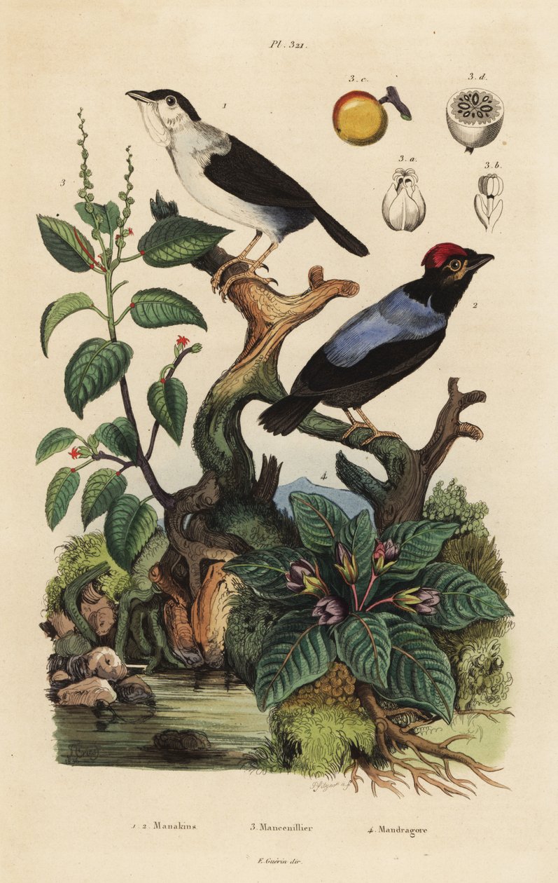 Manakin bělolasý, Corapipo altera, manakin modrohřbetý, Chiroxiphia pareola, manchineel strom, Hippomane mancinella a mandragora, Mandragora officinarum od Unbekannt