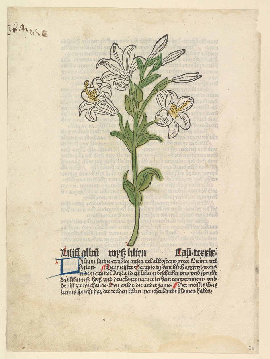 Bílá lilie, ilustrace z Gart der Gesundheit Sch.4332, 28. března 1485. od Unbekannt