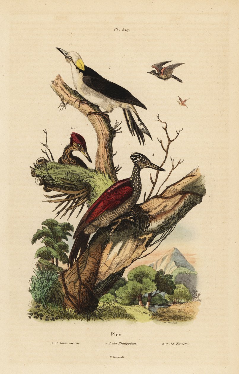 Datel bílý, Melanerpes candidus, Pygmy datl filipínský, Yungipicus maculatus, samec a samice od Unbekannt