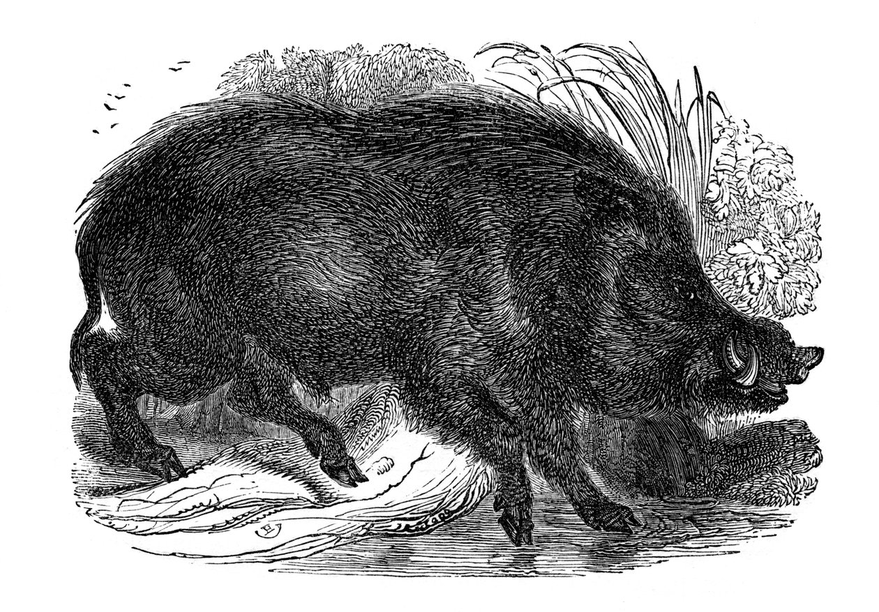 Divoké prase, 1848 od Unbekannt