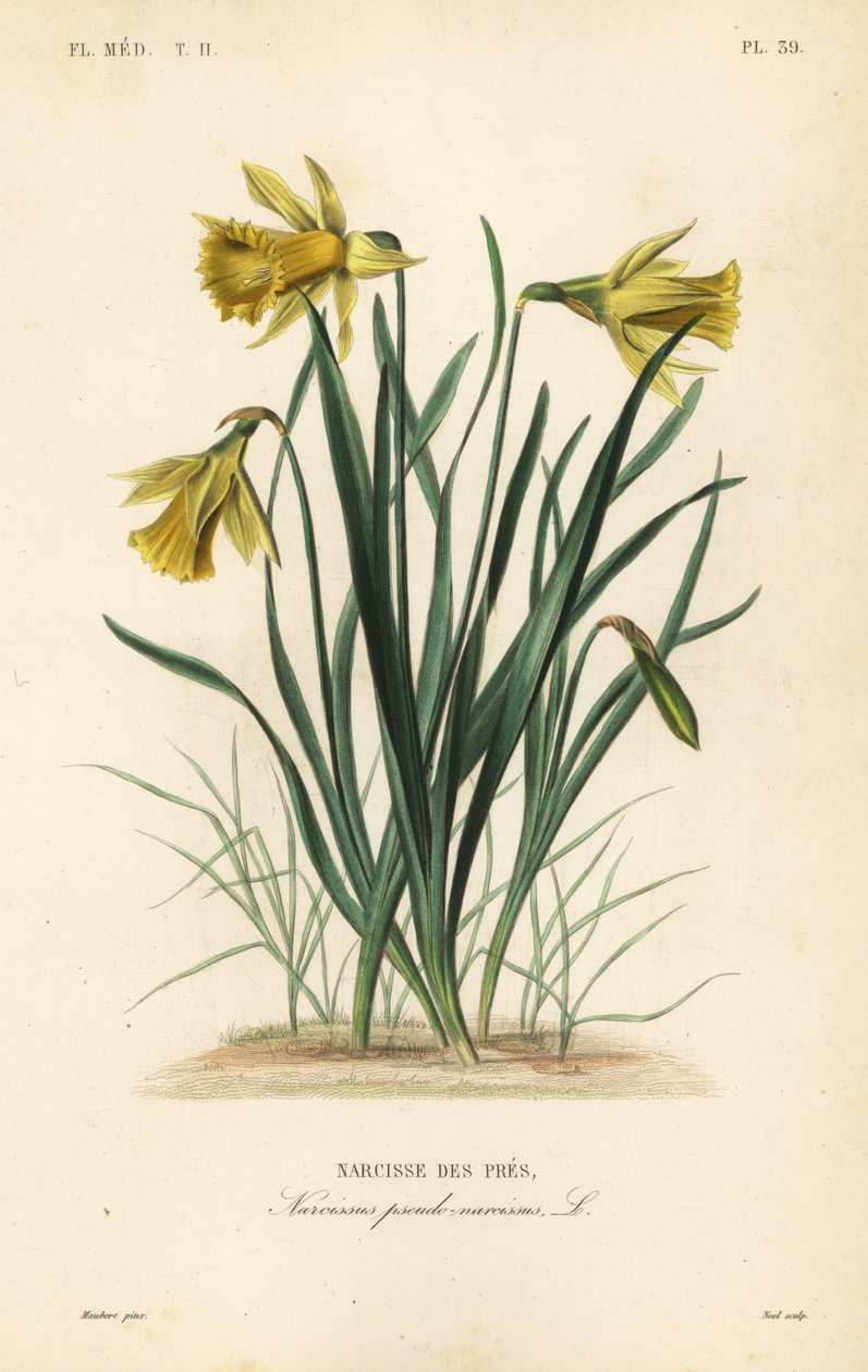 Divoký narcis nebo postní lilie, Narcissus pseudonarcissus, Narcissus pseudonarcissus, Narcissus des pres od Unbekannt