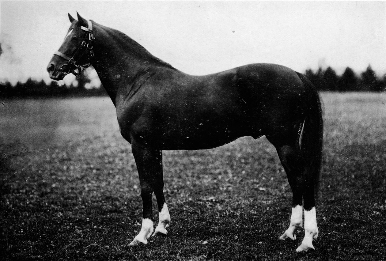 Wildfowler, 19. století, 1911 od Unbekannt