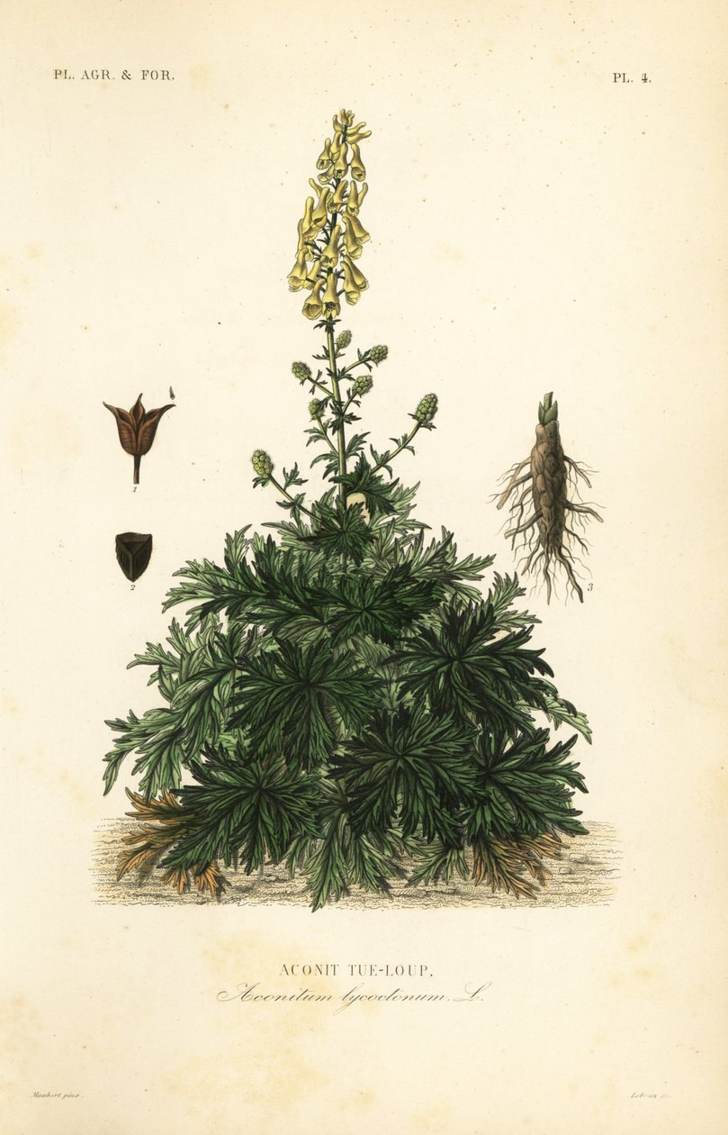 Vlčí prokletí nebo vlkodav, Aconitum lycoctonum, Aconit tue-loup od Unbekannt