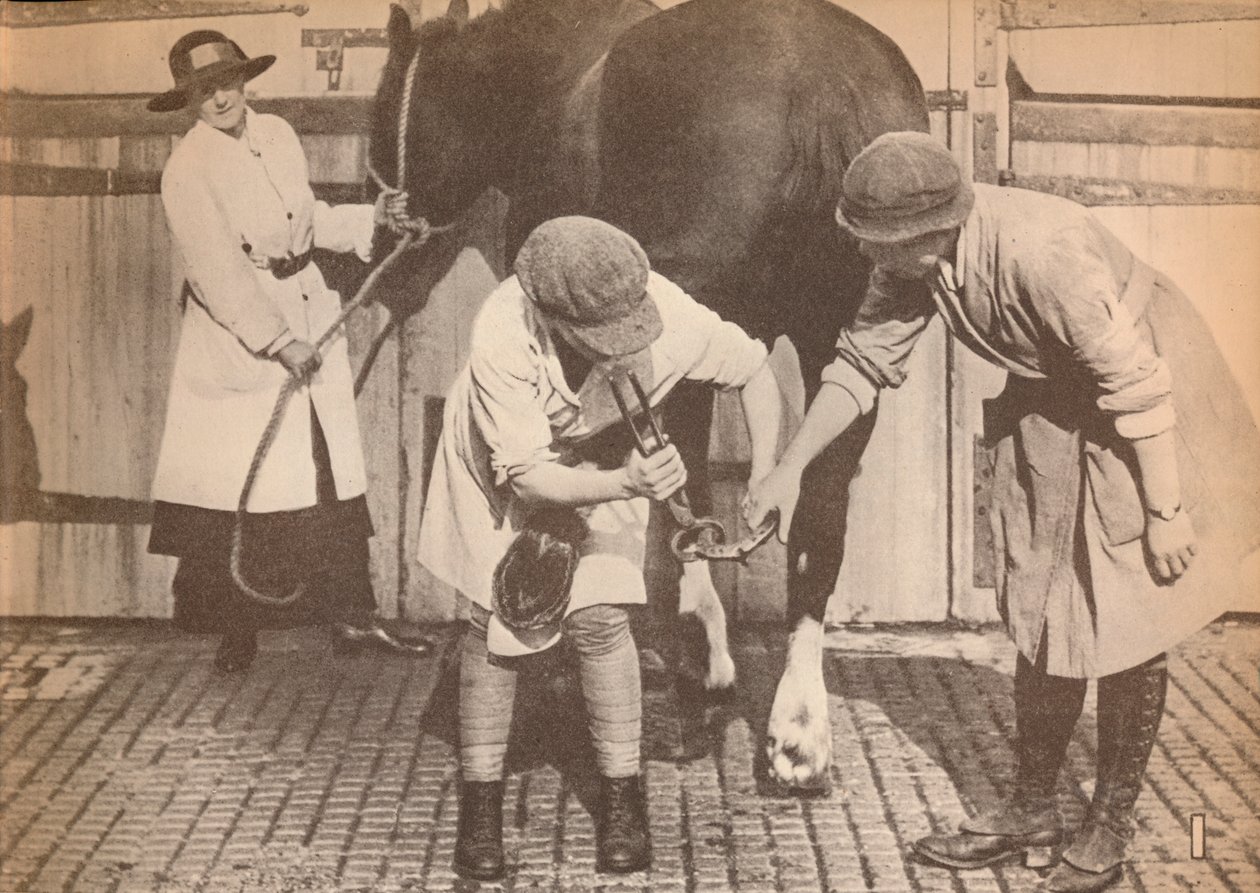 Ženy jako podkovářky v koňské nemocnici velké firmy dopravních stykačů, c1916, 1935 od Unbekannt