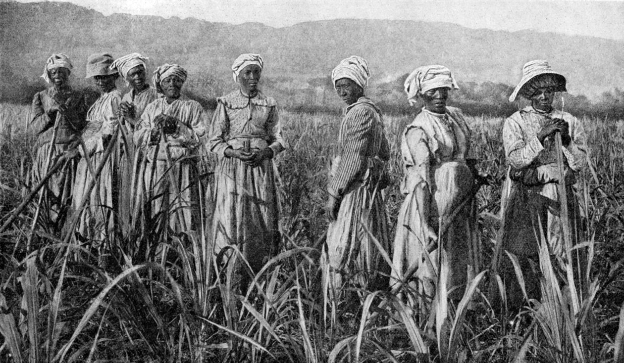 Ženy pečující o mladou cukrovou třtinu na Jamajce, 1922 od Unbekannt