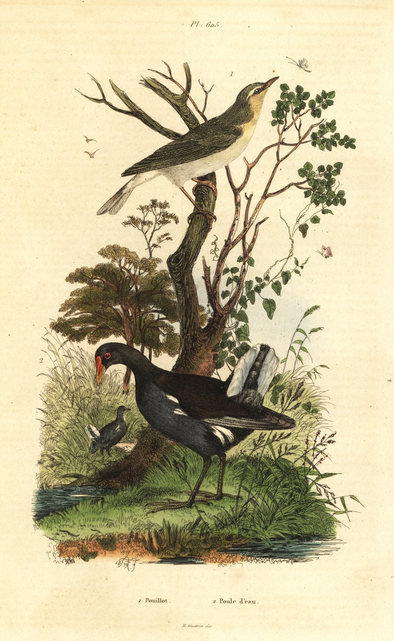 Pěnice lesní, Phylloscopus sibilatrix a slípka hajní, Gallinula chloropus od Unbekannt