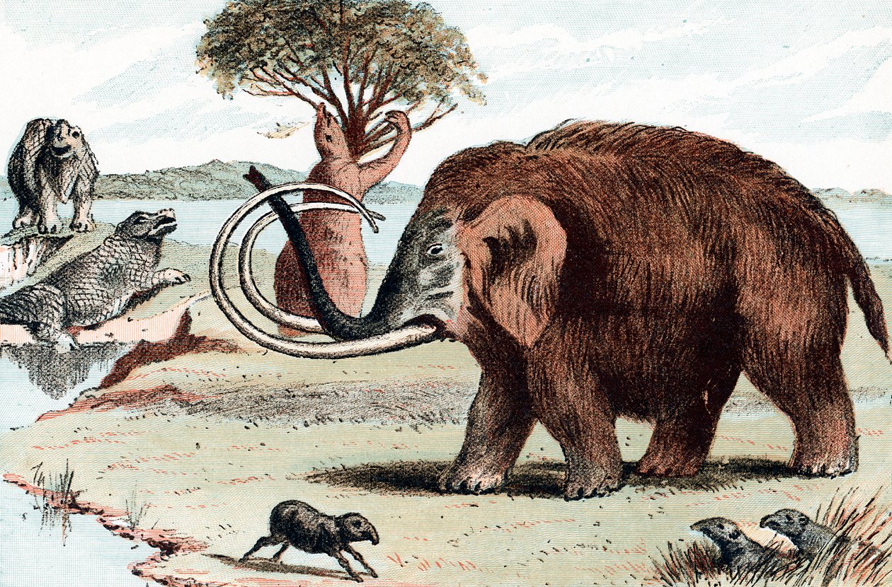 Vlněný mamut Mammuthus, 1892 od Unbekannt