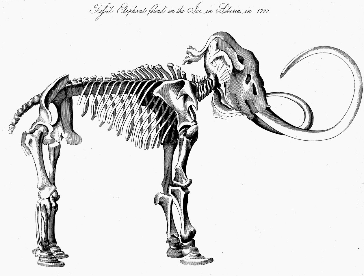 Vlněná kostra mamuta, 1830 od Unbekannt