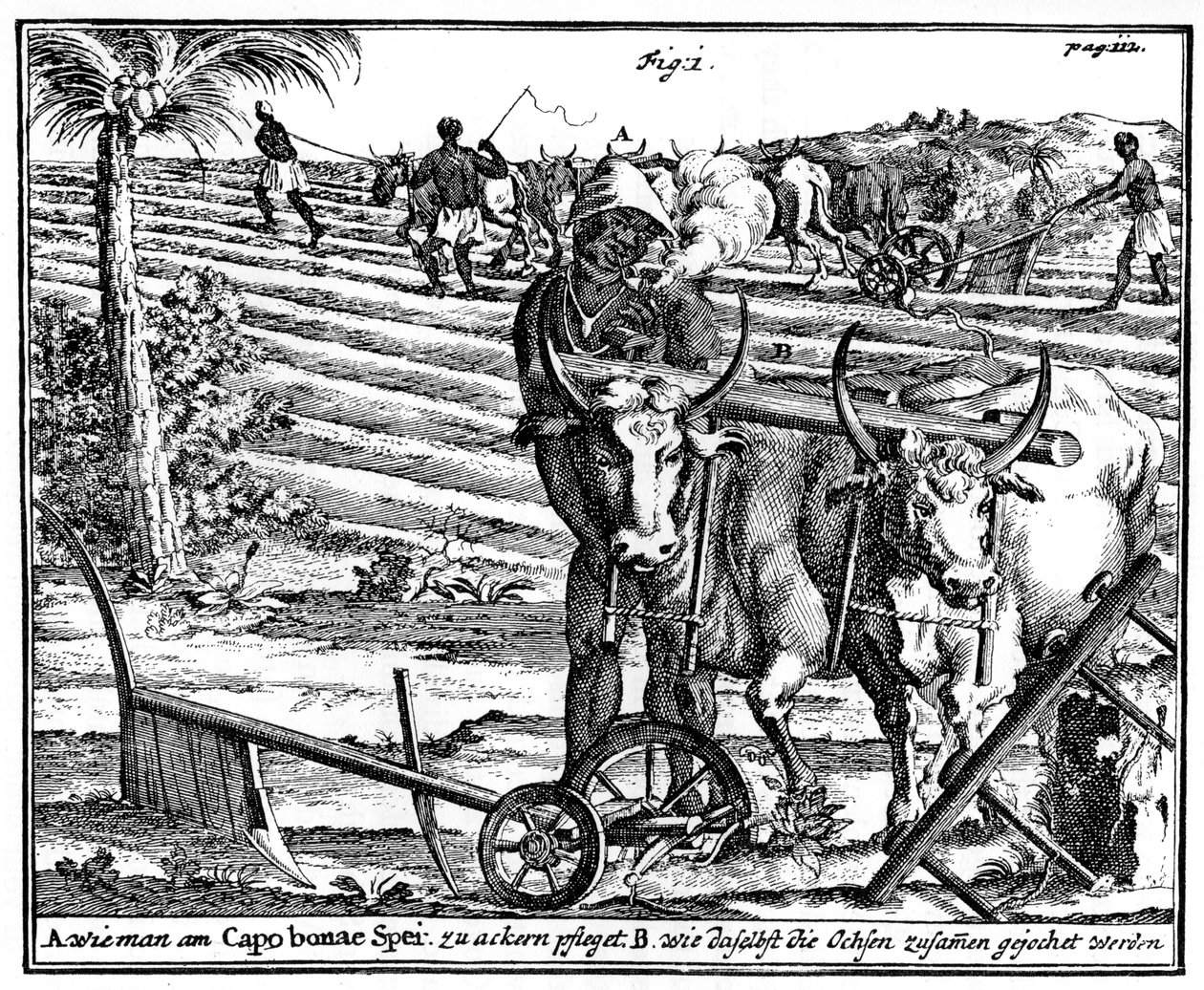 Zahánění volů a orání polí, Jižní Afrika, 18. století 1931 od Unbekannt