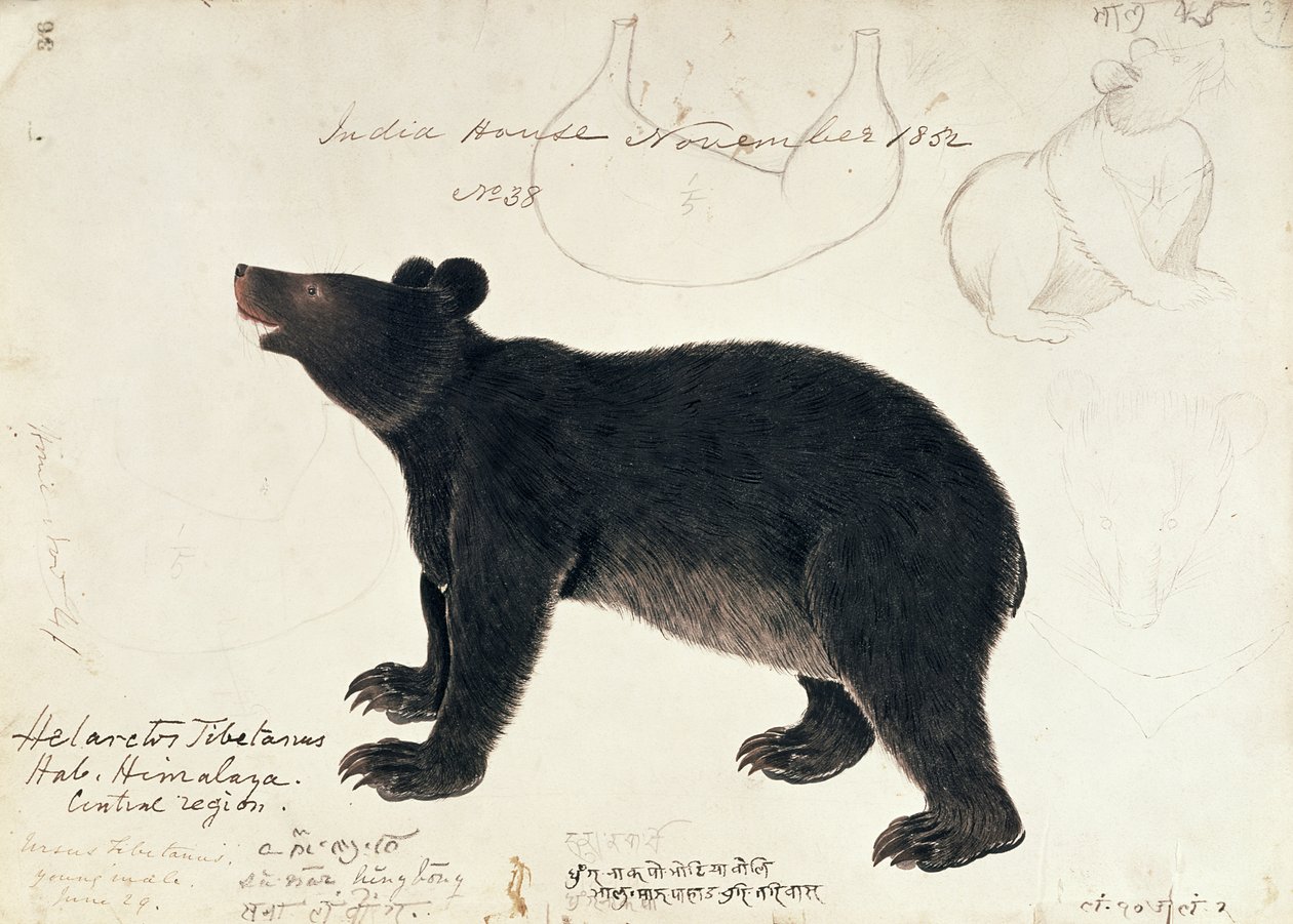 Kresba asijské černého medvěda, Ursus Tibetanus, z centrální oblasti Himálaje od Unbekannt Unbekannt