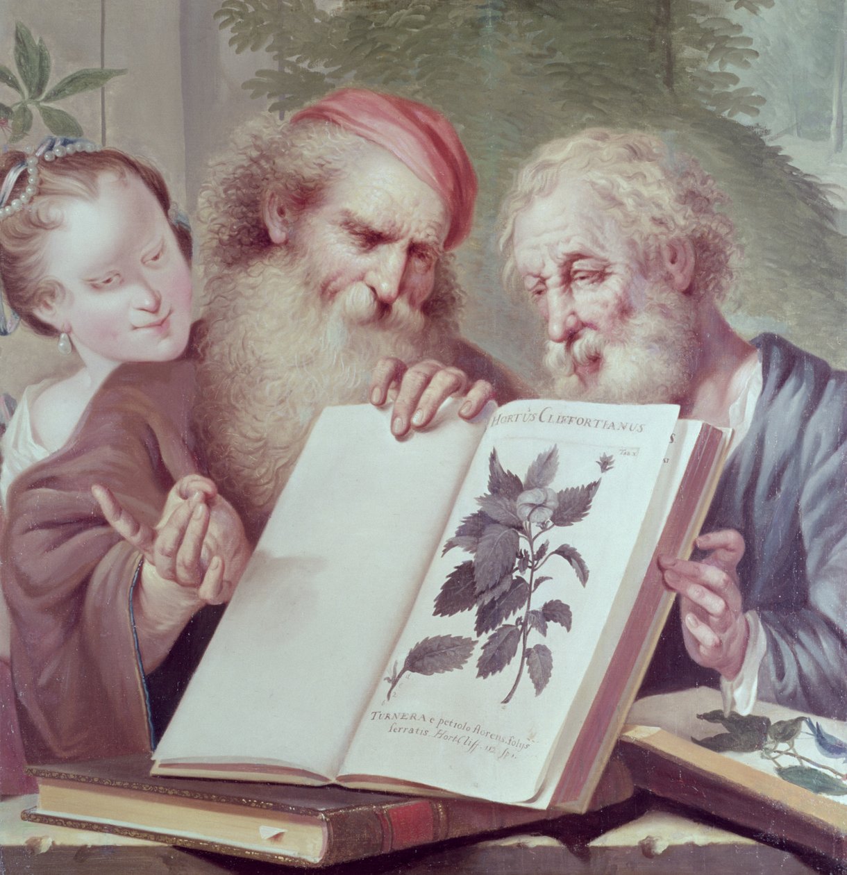 Ilustrace z Hortus Cliffortianus, Carl Linnaeus (1707-78), publikováno v Amsterdamu 1737-38 od Unbekannt Unbekannt