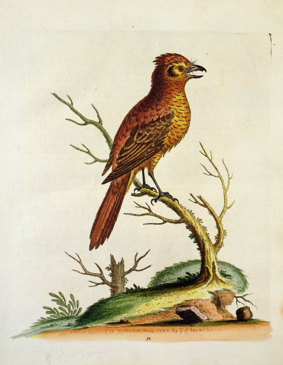 Indický velký chocholatý Bulcher Bird, hospoda. května 1742 G.E. Inard od Unbekannt Unbekannt