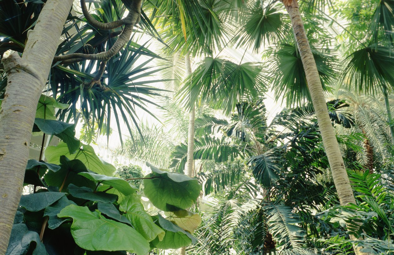 Vnitřní pohled na Palm House od Unbekannt Unbekannt