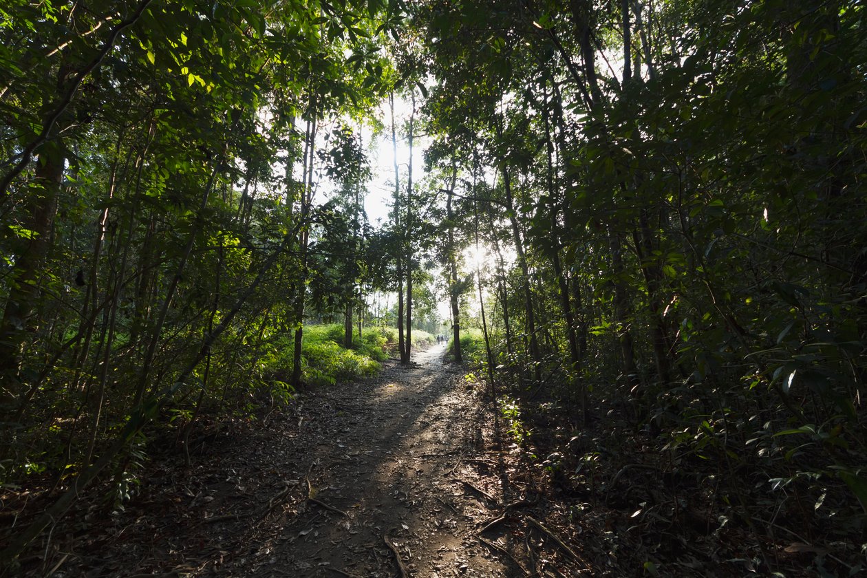 Cesta v džungli u Camp Leaky, Národní park Tanjung Puting, Central Kalimantan, Borneo, Indonésie od Unbekannt Unbekannt