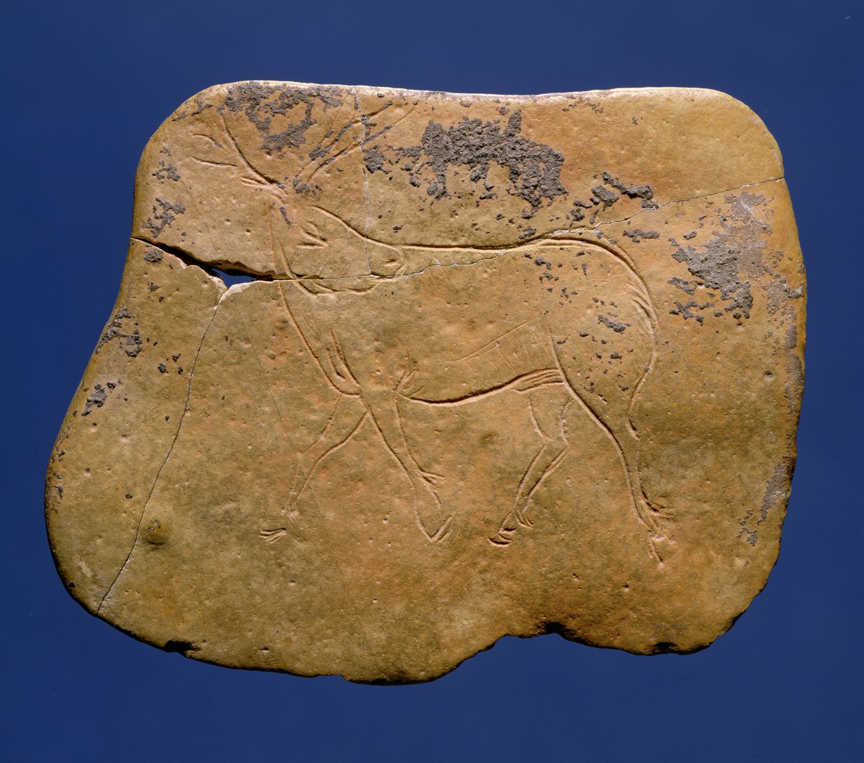 Sob, řezaná kresba na vápenci, paleolit, magdalénien V, z Laugerie Basse, Dordogne, cca 12 000 př.n.l. od Unbekannt Unbekannt