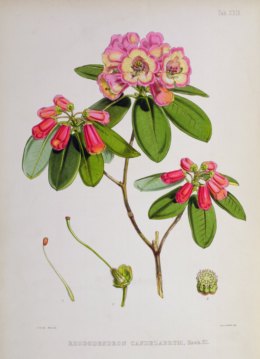 Rhododendron: Candelabrum, z `Rododendrony ze Sikkim-Himalaya od J.D. Hookera, 1849-51 od Unbekannt Unbekannt