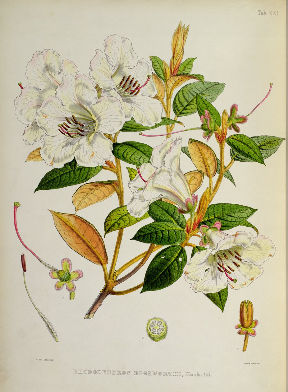 Rhododendron: Edgeworthi z `Rhododendrons of Sikkim-Himalaya od J. D. Hookera 1849-51 od Unbekannt Unbekannt
