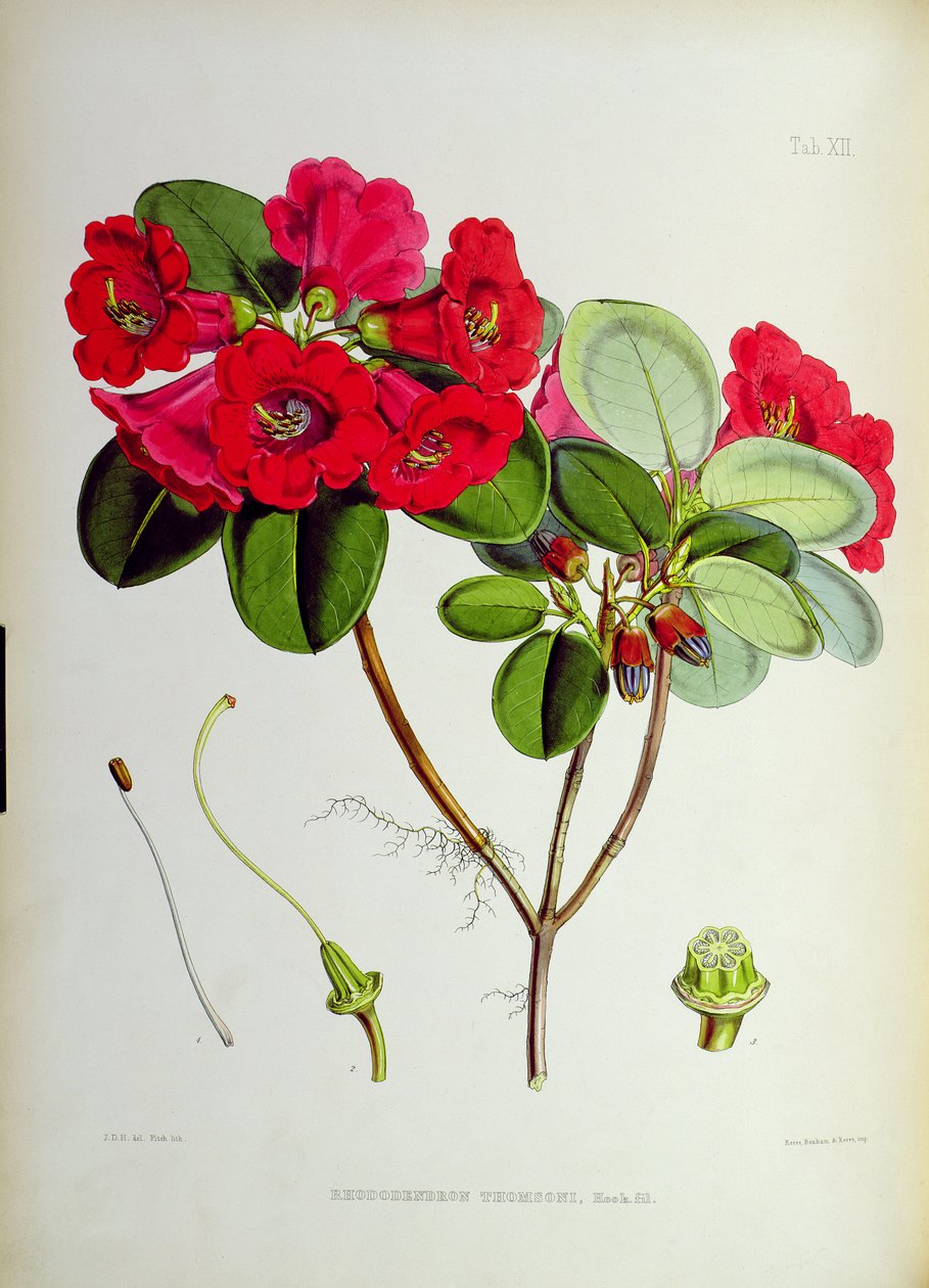Rhododendron: Thomsoni, z `Rododendrony ze Sikkim-Himalaya od J.D. Hookera 1849-51 od Unbekannt Unbekannt