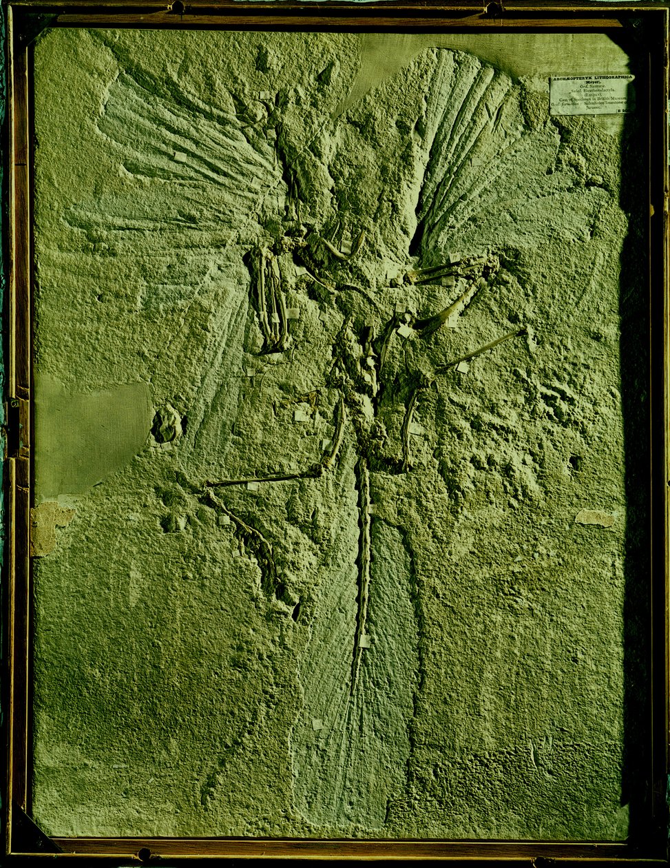 Odlitek Archeopteryx litographica od Unbekannt Unbekannt