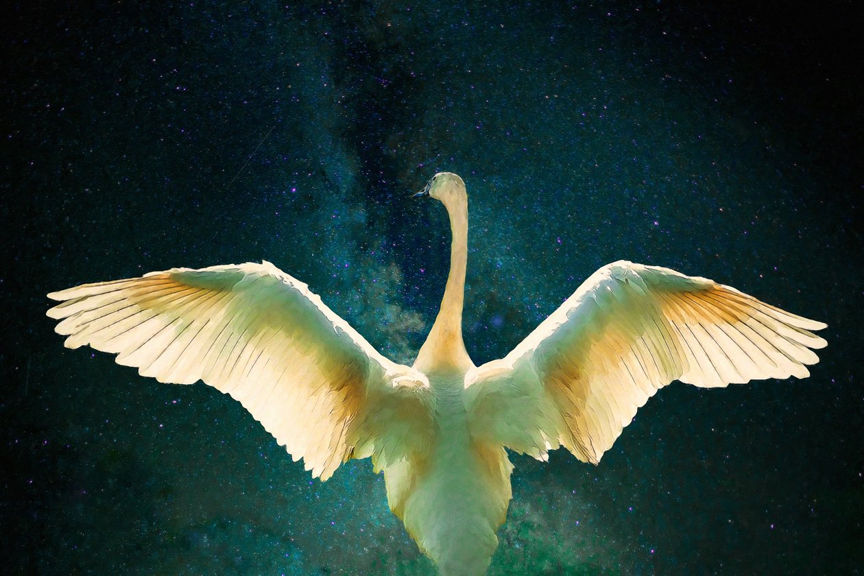 Cygnus, 2017, od Unbekannt Unbekannt