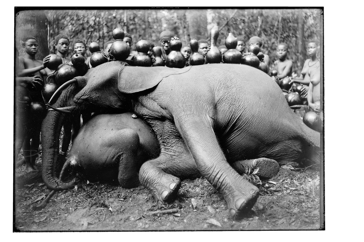 Slon, kolem roku 1910 od Unbekannt Unbekannt