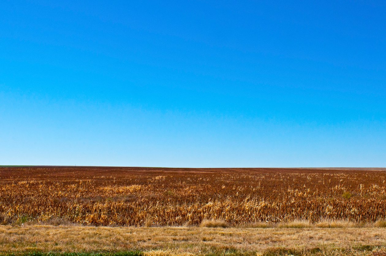 Čirok připravený ke sklizni, Eads, Colorado od Unbekannt Unbekannt