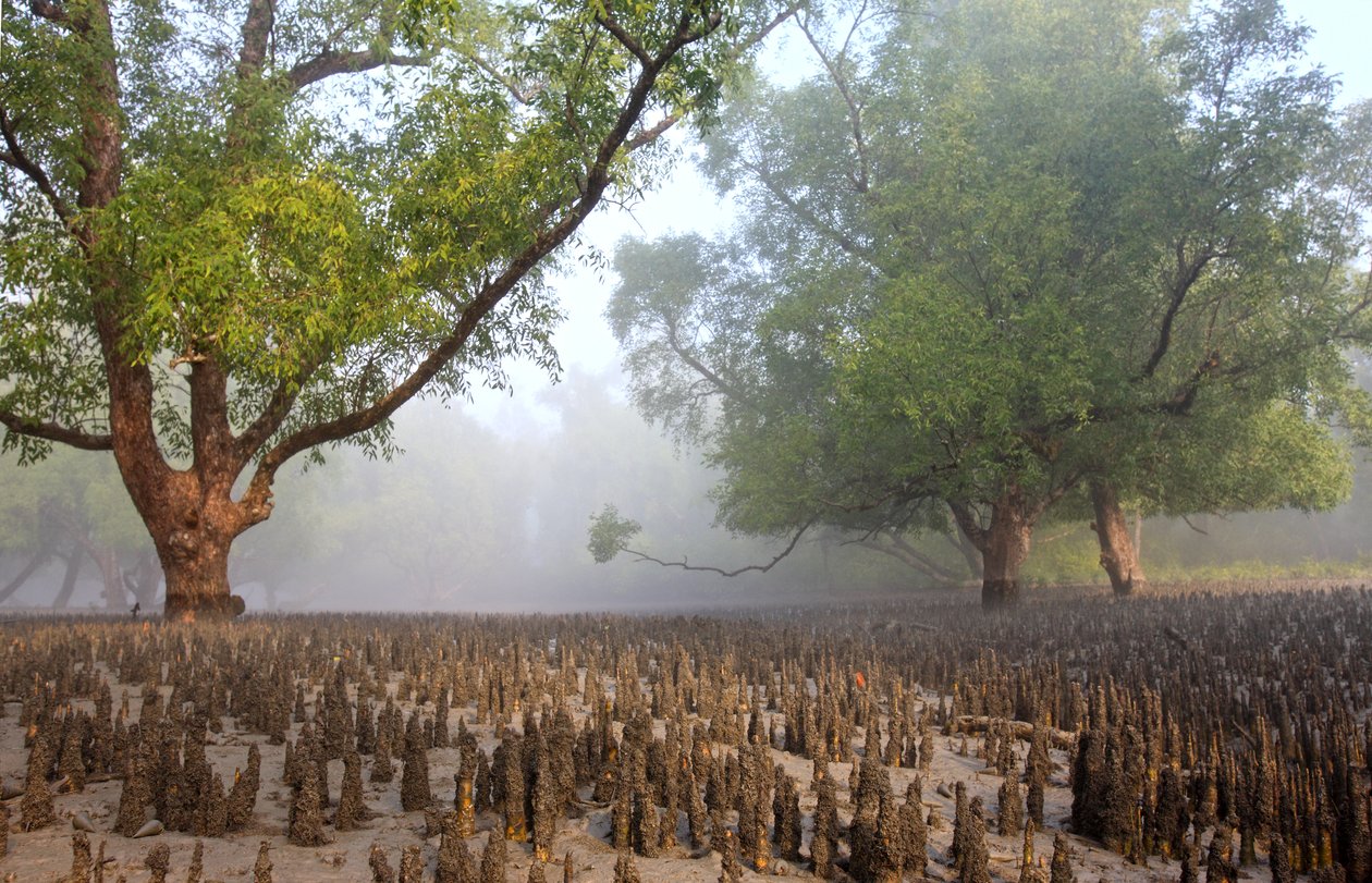 Sundarban od Unbekannt Unbekannt