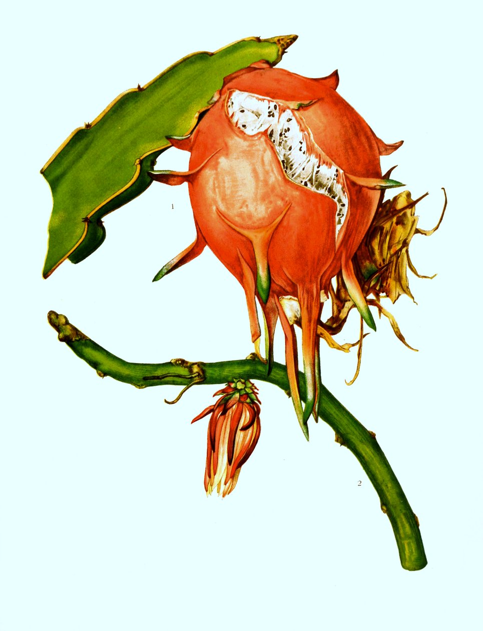 1. 2. Wilmattea minutiflora, kaktus, kaktus (Hylocereus undatus) od Unbekannter Künstler