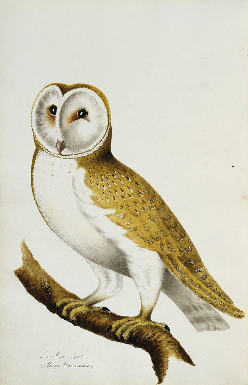 Sova pálená, část alba akvarelů ptáků a jejich vajíček, c. 1800 od Unbekannt