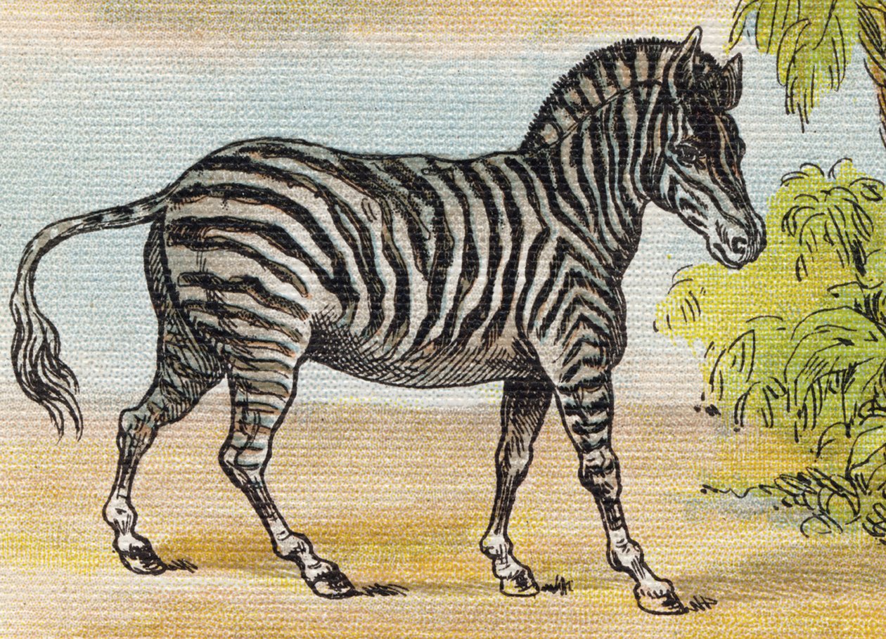 Zebra. Rytina "Alphabet de ma petite fille". Bernardin-Bechet a Fils, knihkupci-nakladatelé, Paříž, kolem roku 1895. Nerozbitné album na plátně. Bibliotheque des Bebes. 12 stran. Album obsahující metodu čtení a názornou abecedu. Ztlumit: od Unbekannt