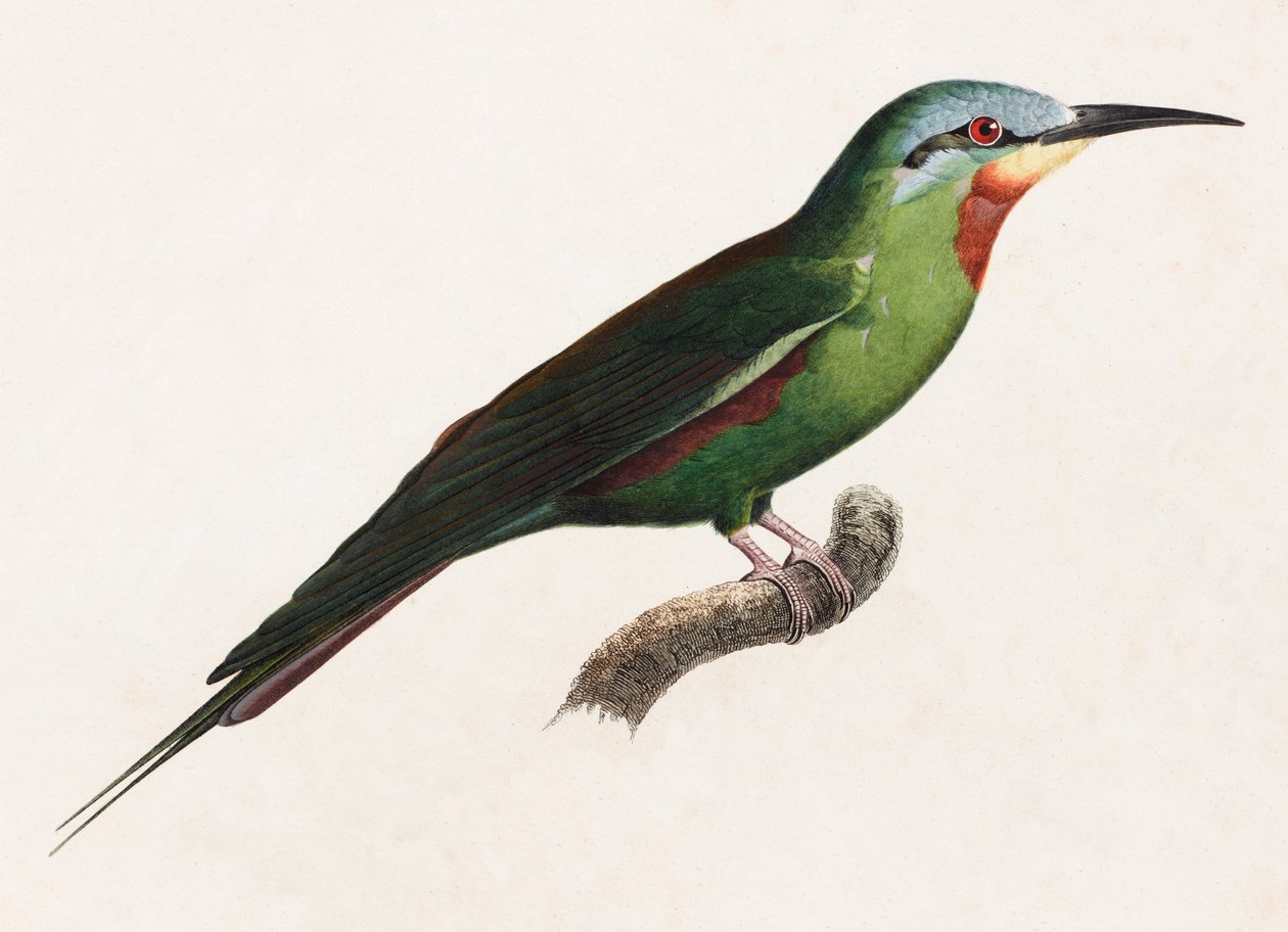 Barevná ilustrace zeleného ptáka od Unbekannt
