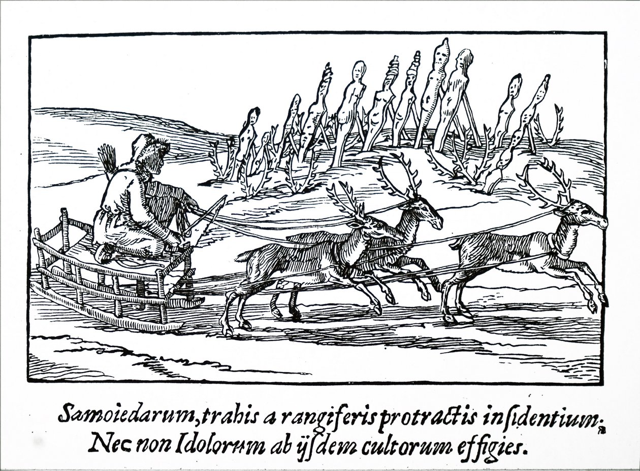 Saně tažené sobem na severní Sibiři od Unbekannt