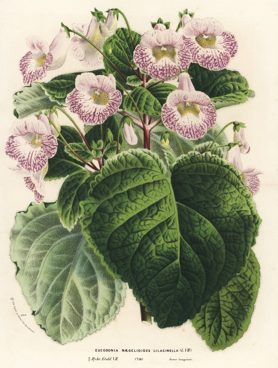 Achimenantha x naegelioides, lila kultivar (Eucodonia naegelioides lilacinella). Ručně kolorovaná litografie z knihy Louise van Houtteho a Charlese Lemaira Flowers of Gardens and Hothouses of Europe, Flore des Serres et des Jardins de l