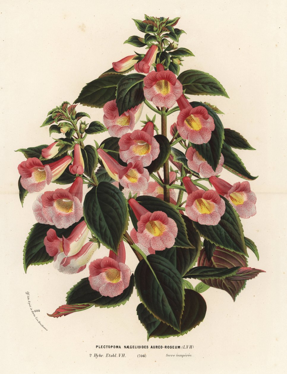 Achimenantha x naegelioides, růžový a zlatý kultivar. Plectopoma naegelioides aureo-roseum. Ručně kolorovaná litografie z knihy Louise van Houtteho a Charlese Lemaira Flowers of Gardens and Hothouses of Europe, Flore des Serres et des Jardins de l