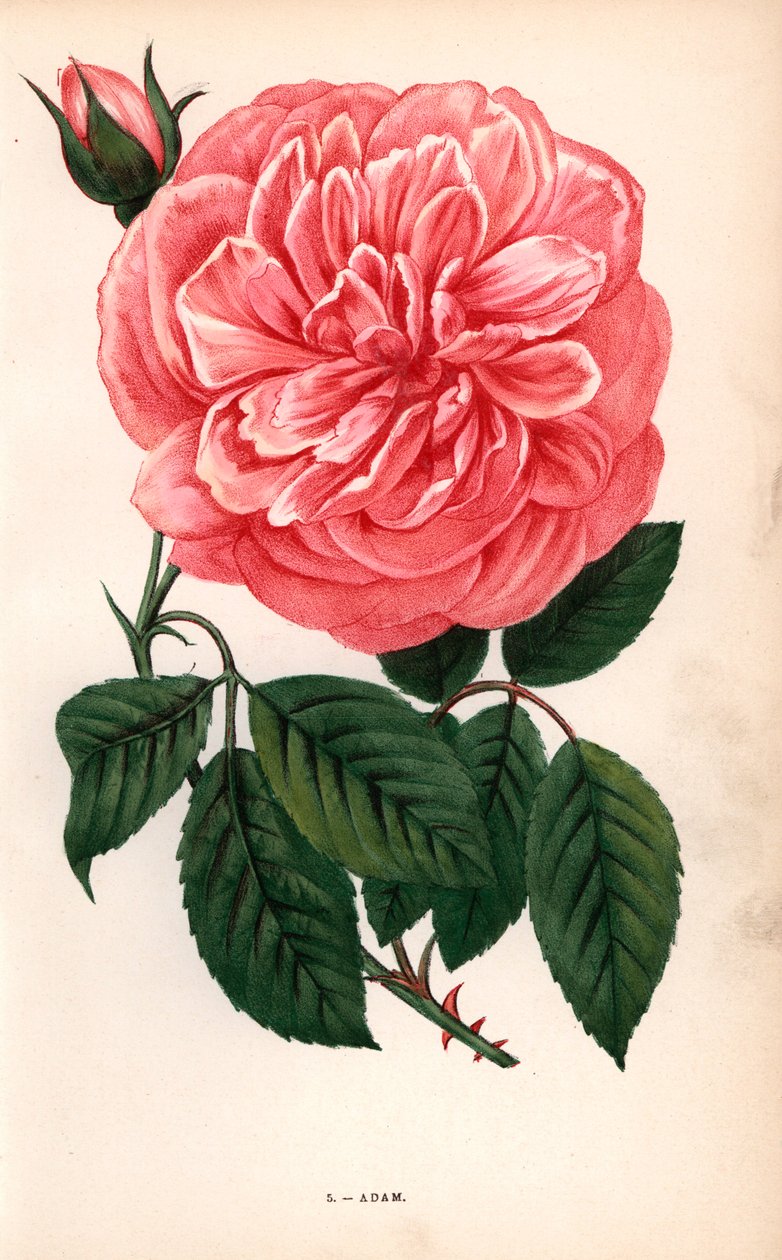 Adamova růže, odrůda čajové růže vyšlechtěná panem Adamem z Remeše v roce 1838. Chromolitografie nakreslená a litografovaná podle přírody F. Grobonem podle knihy Hippolyte Jamaina a Eugena Forneyho "Les Roses", Paříž, J. Rothschild. od Unbekannter Künstler