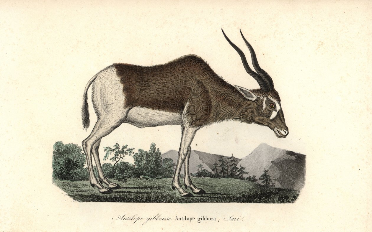 Addax neboli antilopa šrouborohá, Addax nasomaculatus. Kriticky ohrožený druh. Ručně kolorovaná mědirytina z knihy Complements de Buffon od Rene Primevere Lessona, Pourrat Freres, Paříž. od Unbekannter Künstler