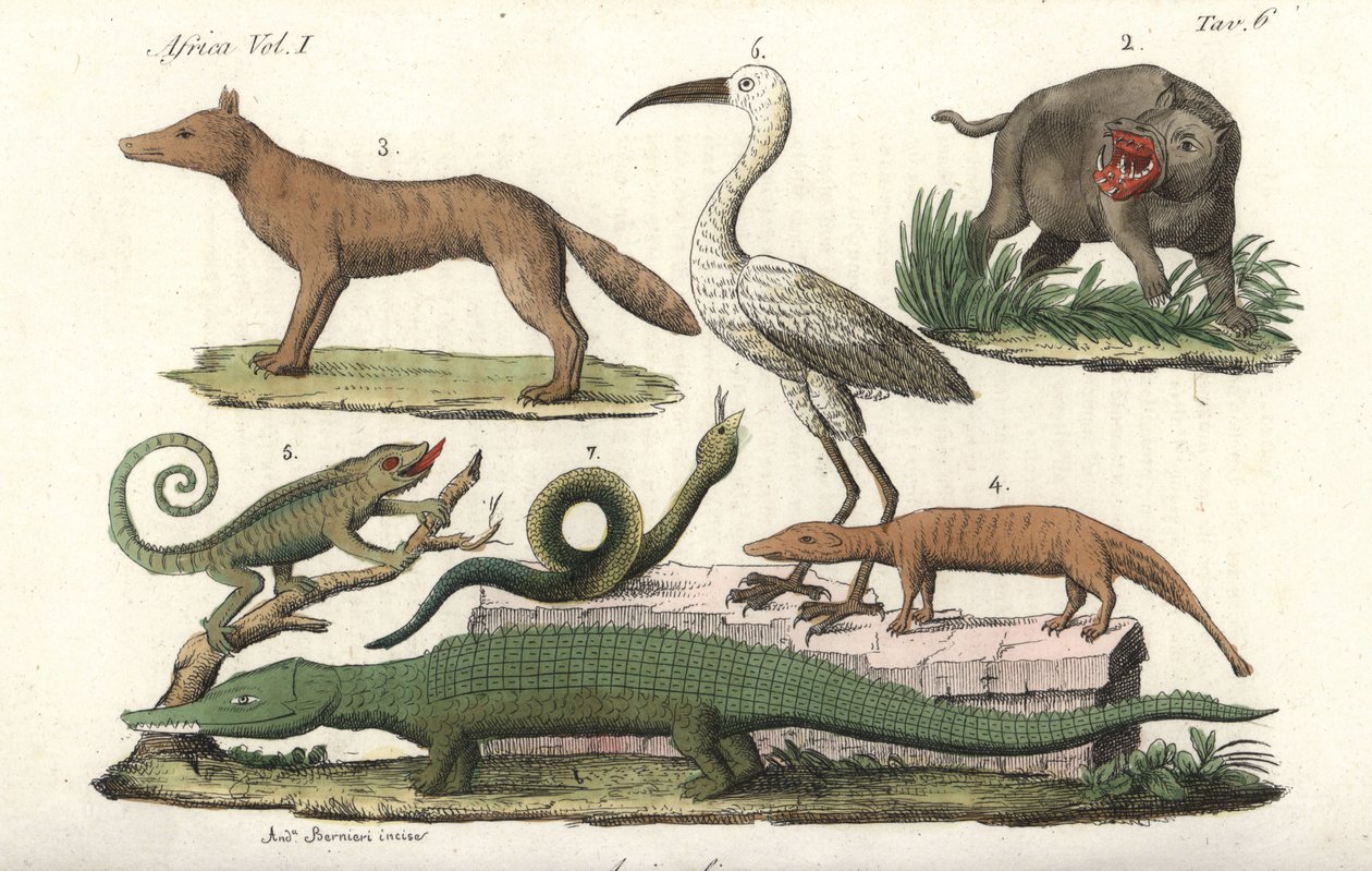 Africká zvířata včetně hrocha, chameleona, krokodýla, hada atd. Ručně kolorovaná mědirytina z knihy Giulia Ferraria Kroje všech národů staré a moderní (Il Costume Antico e Moderno di Tutti i Popoli). od Unbekannter Künstler