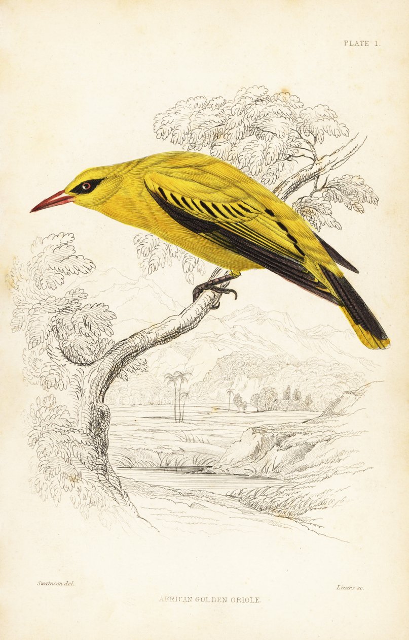 Zlatohlávek africký, Oriolus auratus. Ručně kolorovaná ocelorytina od Williama Lizarse podle Williama Swainsona z Přírodopisné knihovny sira Williama Jardina: Ornitologie: Lizars: Birds of Western Africa, Edinburgh, W.H. Lizars od Unbekannter Künstler