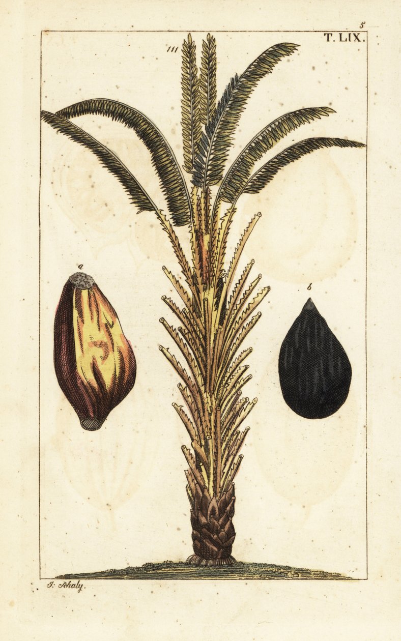 Africká palma olejná s ovocem, Elaeis guineensis. od Unbekannter Künstler