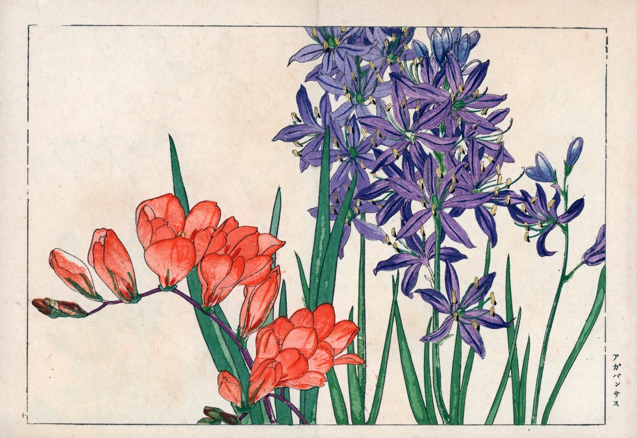 Agapant nebo lilie nilská (modrá) a frézie. Africká lilie, Agapanthus africanus, a frézie, Freesia refracta. Ručně kolorovaný dřevoryt z knihy "Seiyou Sokazufu" (Obrazové album západních rostlin a květin: jaro) od Konana Tanigamiho, Unsodo, Kyo. od Unbekannter Künstler