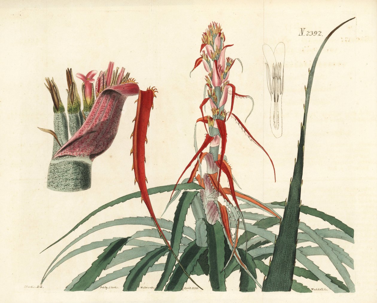 Aguava, Bromelia alsodes (Ananas úzkolistý, Bromelia sylvestris). Weddellova ručně kolorovaná mědirytina podle botanické ilustrace Johna Curtise z William Curtis