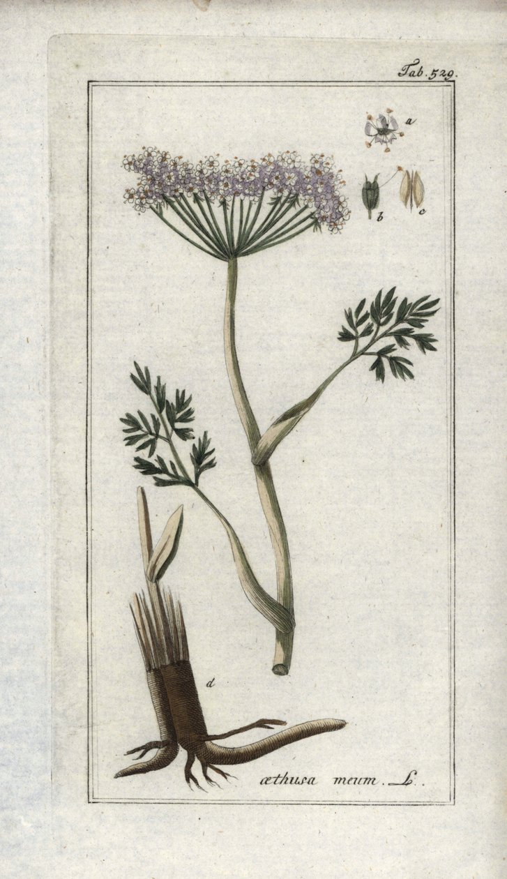 Horský fenykl (Meum athamantium). Litografie z knihy "Afbeelding der Artseny-Gewassen" od Johannese Zorna (1739-1799), Nizozemsko. od Unbekannter Künstler