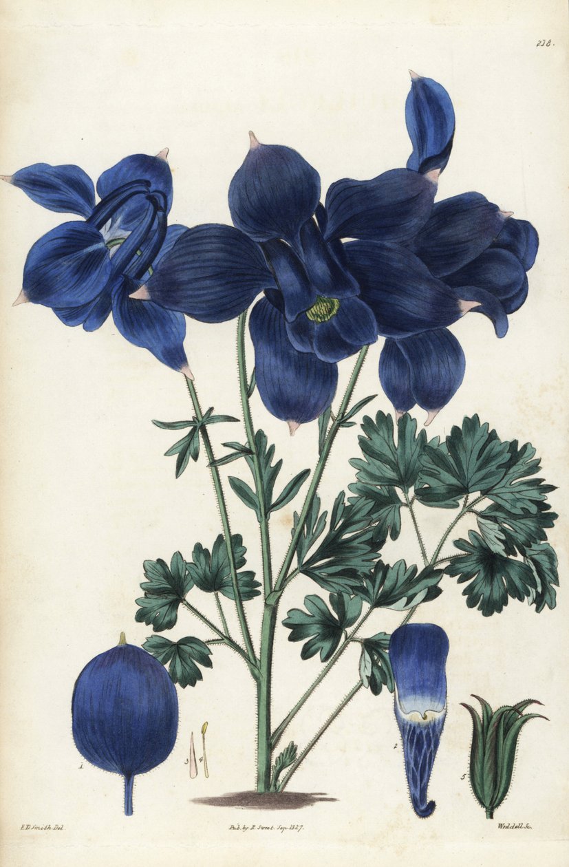 Alpská kolopejka, Aquilegia alpina. Weddellova ručně kolorovaná mědirytina podle botanické ilustrace Edwarda Daltona Smithe z knihy Roberta Sweeta The British Flower Garden, Ridgeway, Londýn. od Unbekannter Künstler