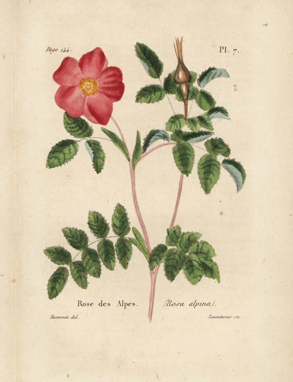 Alpská růže, Alpská růže, Rosa alpina. Ručně kolorovaná litografie od Lecouturiera podle botanické ilustrace Borromeeho z knihy Pierre Boitard