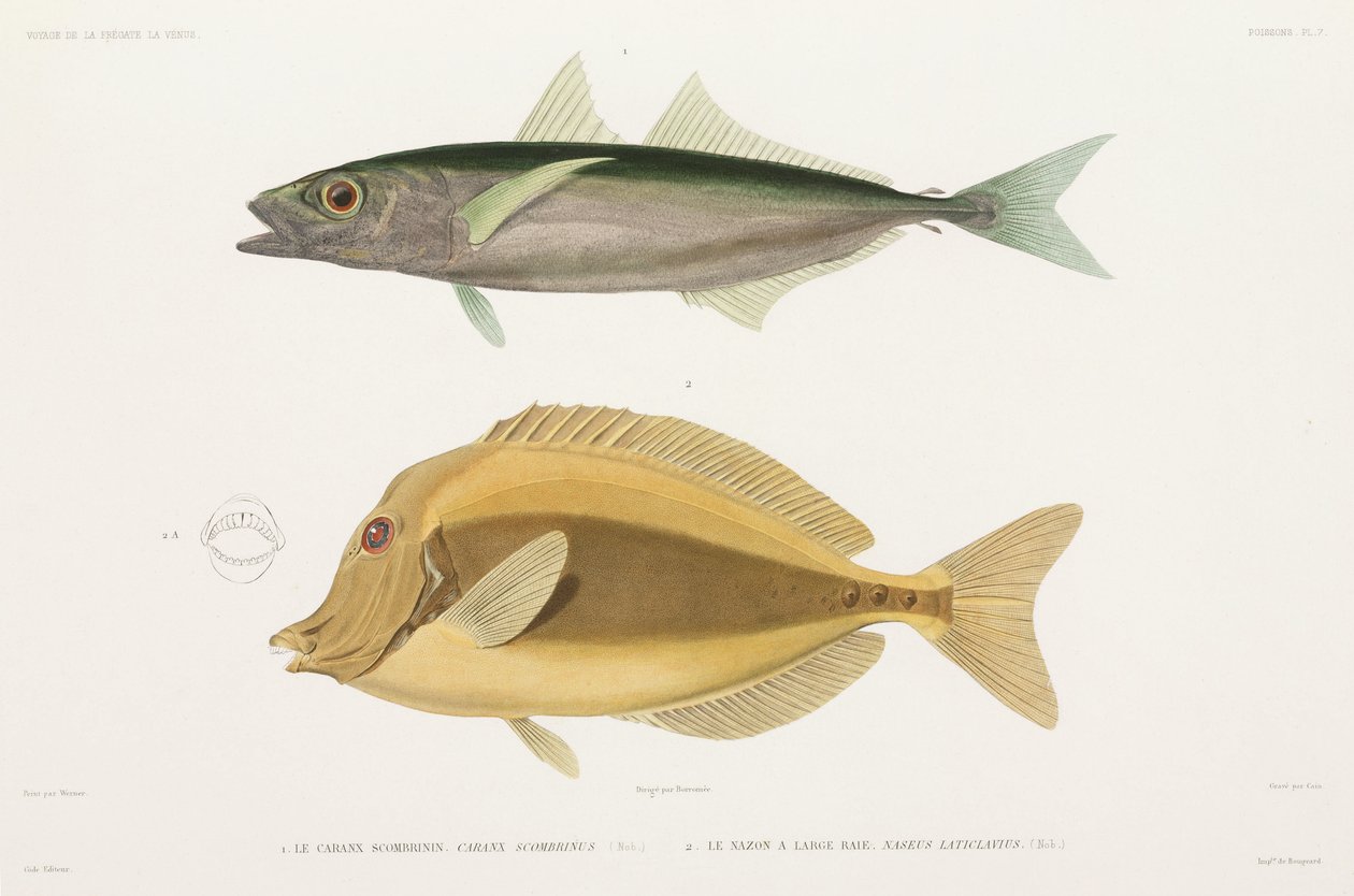 Amberstripe scad a Razor surgeonfish od Unbekannter Künstler