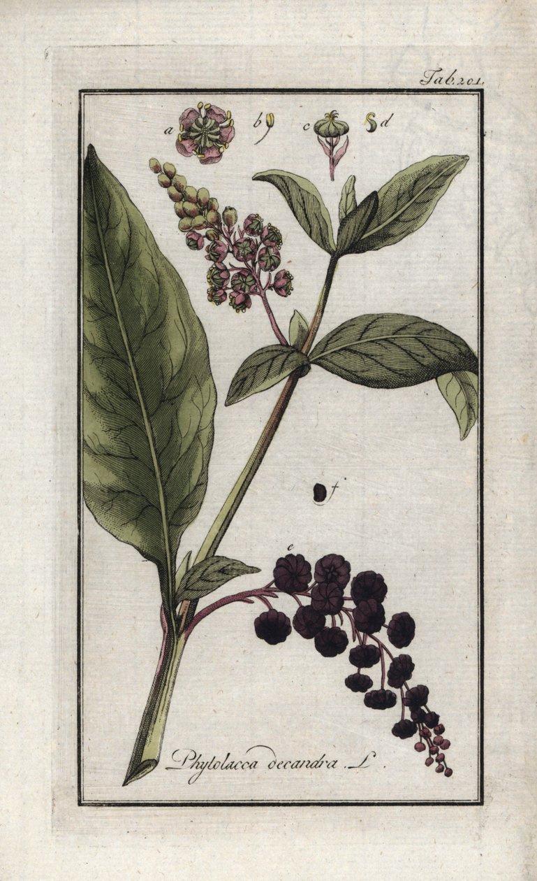 americký hrozen nebo spinard cayenský nebo indický (Phytolacca decandra). Litografie z knihy "Afbeelding der Artseny-Gewassen" od Johannese Zorna (1739-1799), Nizozemsko. od Unbekannter Künstler
